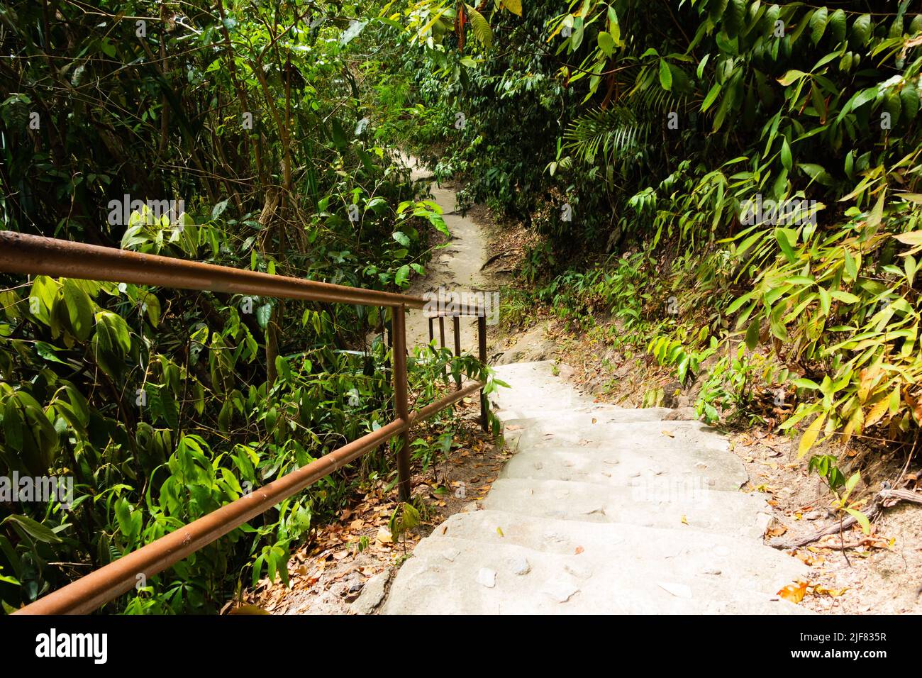 grey cement steps and iron handrail leading down to a cement path with tropical trees in the background Stock Photo