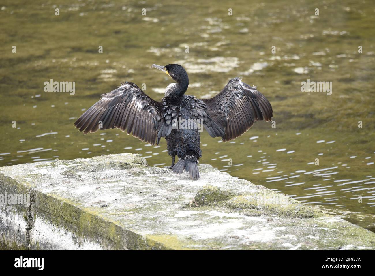 Great Cormorant (Phalacrocorax carbo) Overlooking a Sunny Lake with Wings Outstretched and Head in Left-Profile on the Isle of Man, UK in Spring Stock Photo