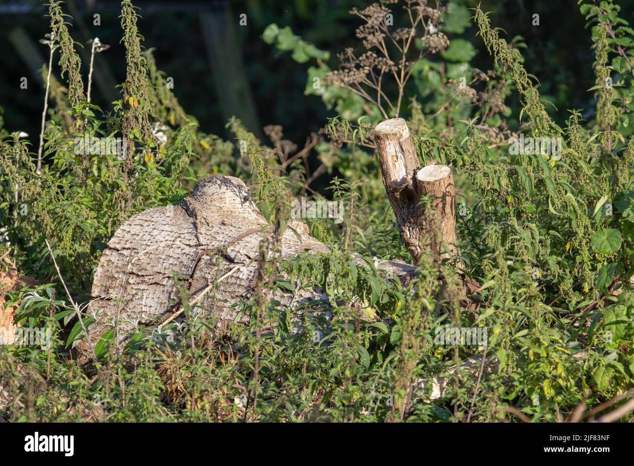 Nettle Herb Cut From Mimea 1kg