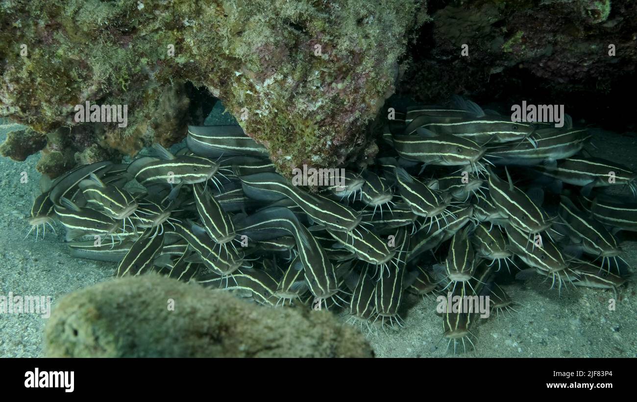 School of Striped Catfish are hiding inside a coral cave. Striped Eel Catfish (Plotosus lineatus), Close-up. Red sea, Egypt Stock Photo