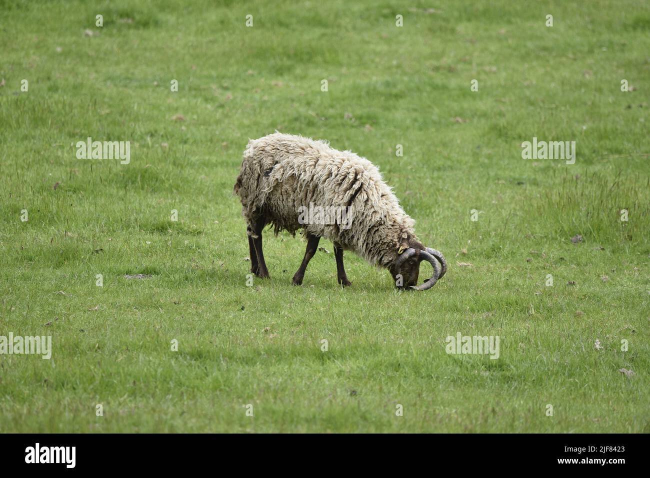 Right-Profile Close-Up Image of a Grazing Manx Loaghtan Sheep on a Field in Cregneash, Isle of Man, UK in June Stock Photo