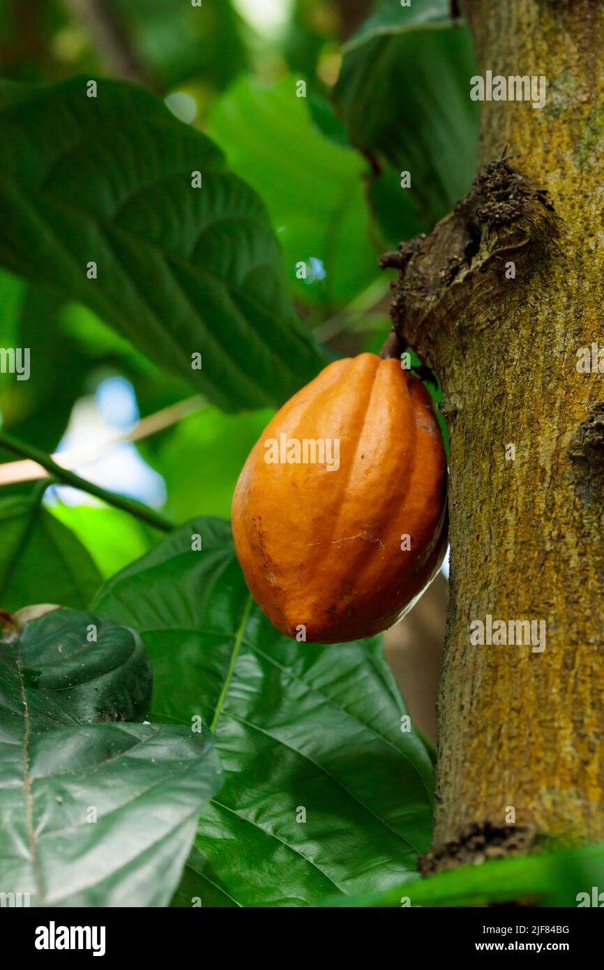 Orange color raw cocoa bean hanging on cacao tree in the tropical ...