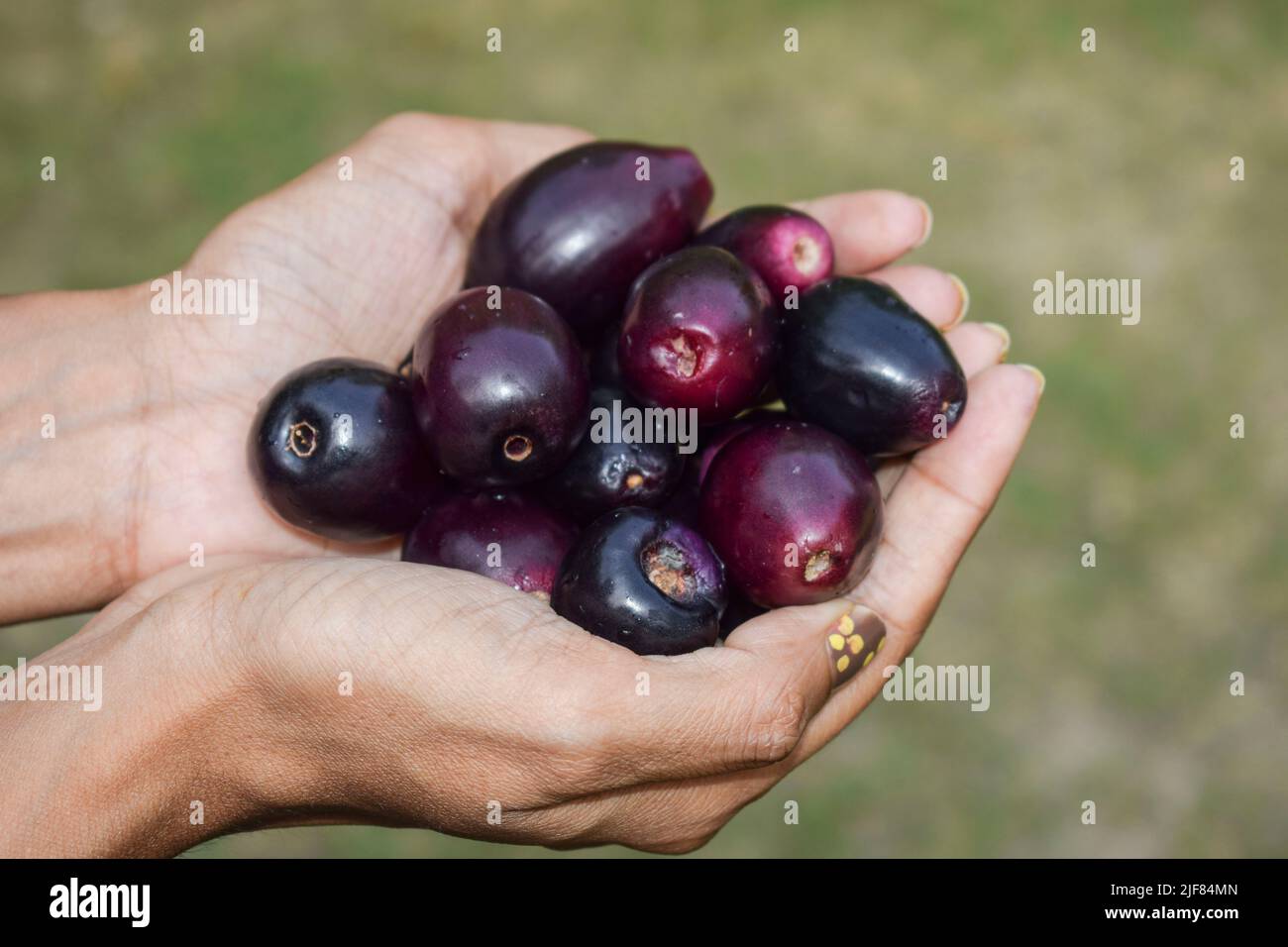 Female holding fresh Jamun fruits or Black plum, black java or Indian