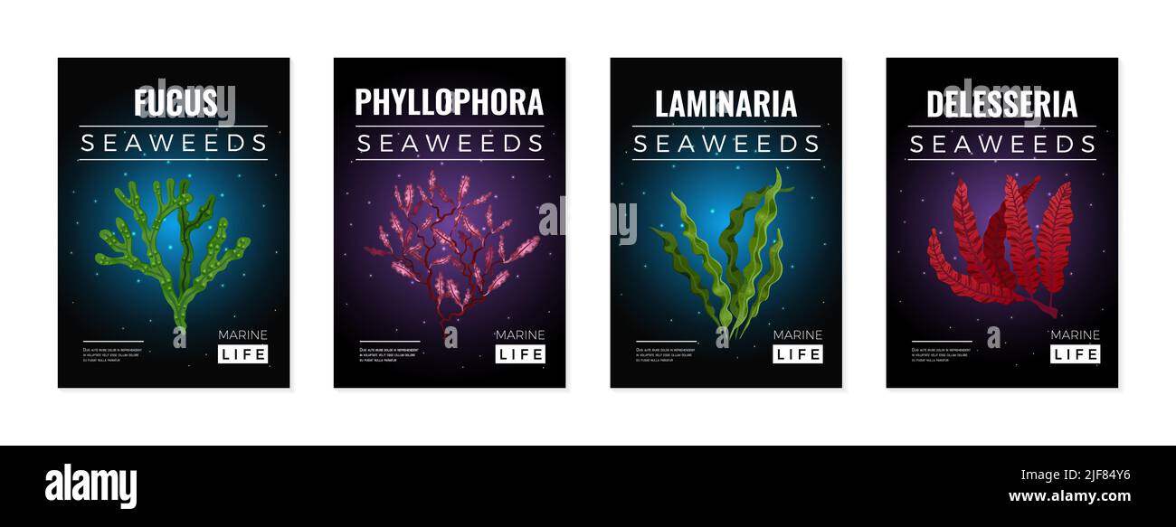 Seaweeds 4 posters with colorful algae against black background set with fucus laminaria phyllophora isolated vector illustration Stock Vector