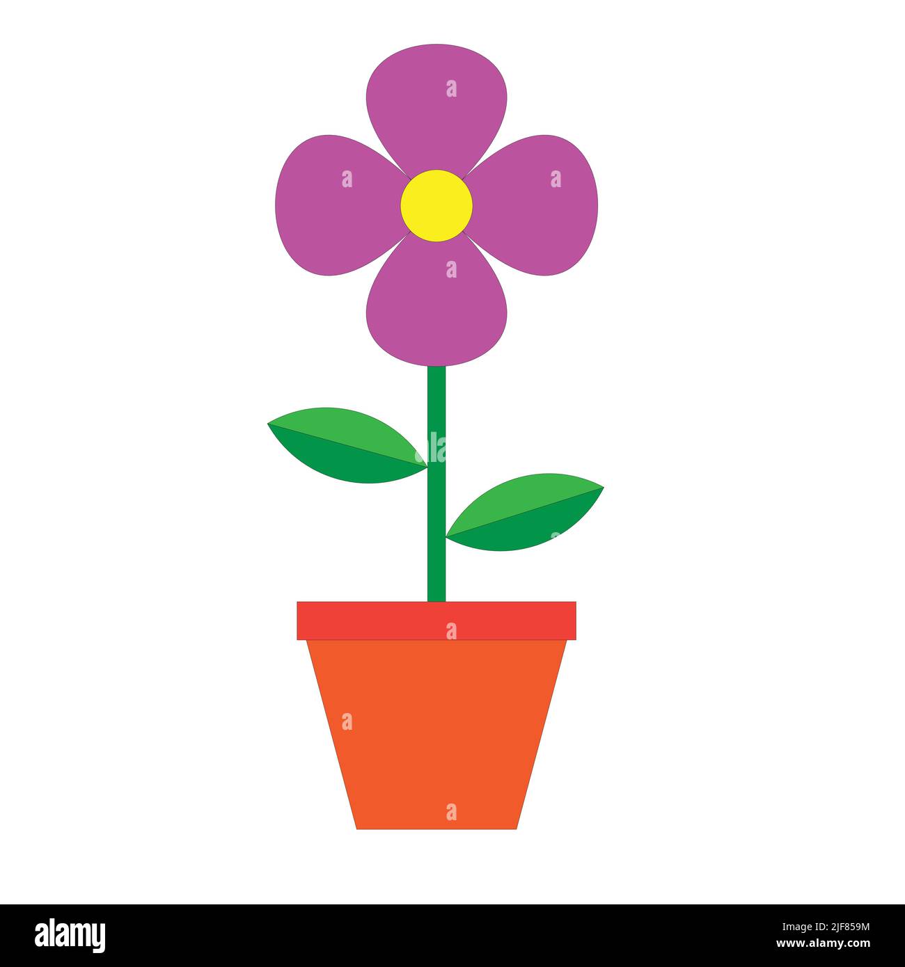 Pink flower with yellow color in pot , pink flower in spring . pink flower isolated on white