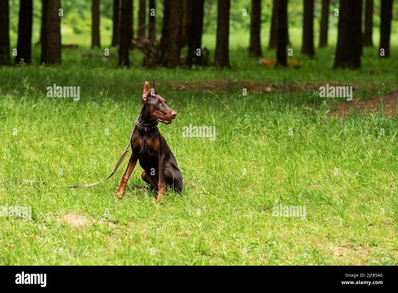 Doberman, brown color, with a chain around his neck and with a leash, sits on green grass and looks away. High quality photo Stock Photo