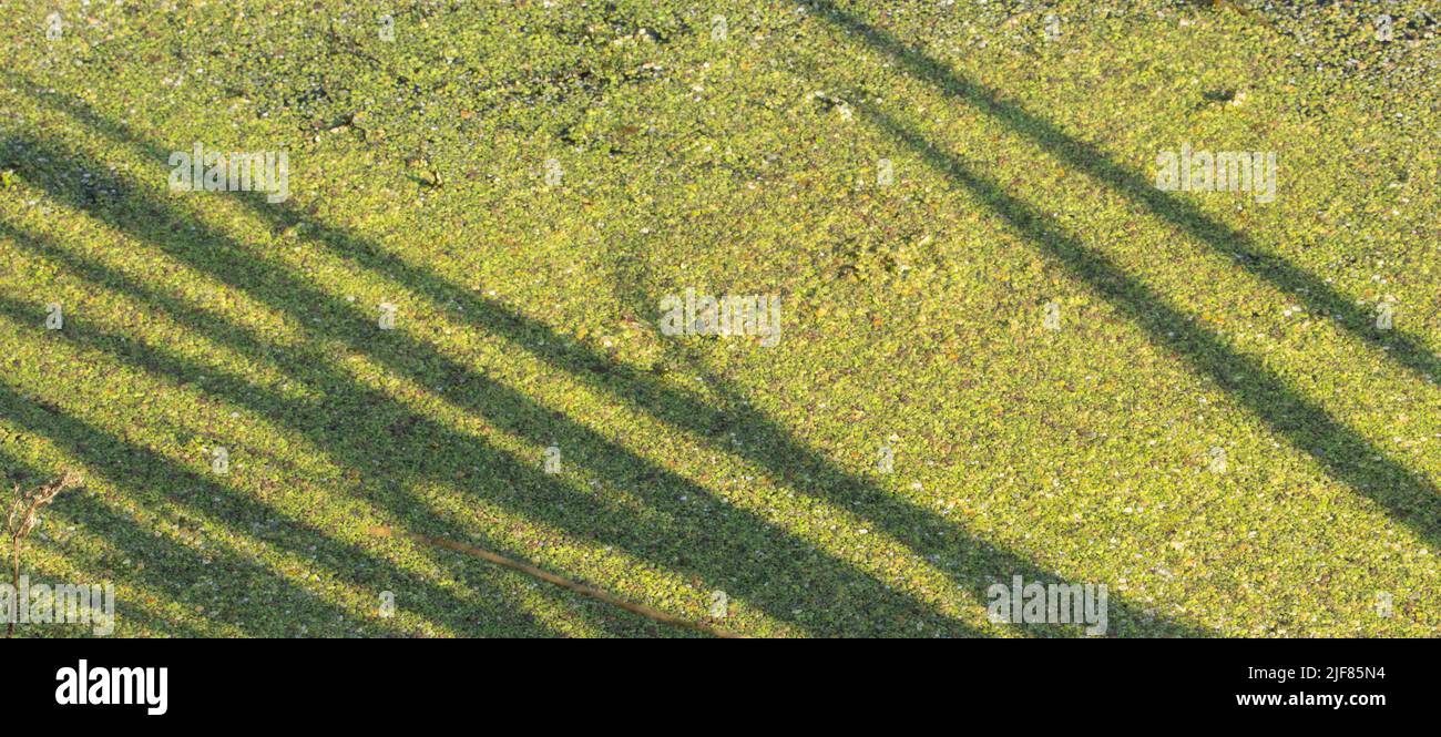 shadows and patterns on pale green water lentils  floating on the river Stock Photo