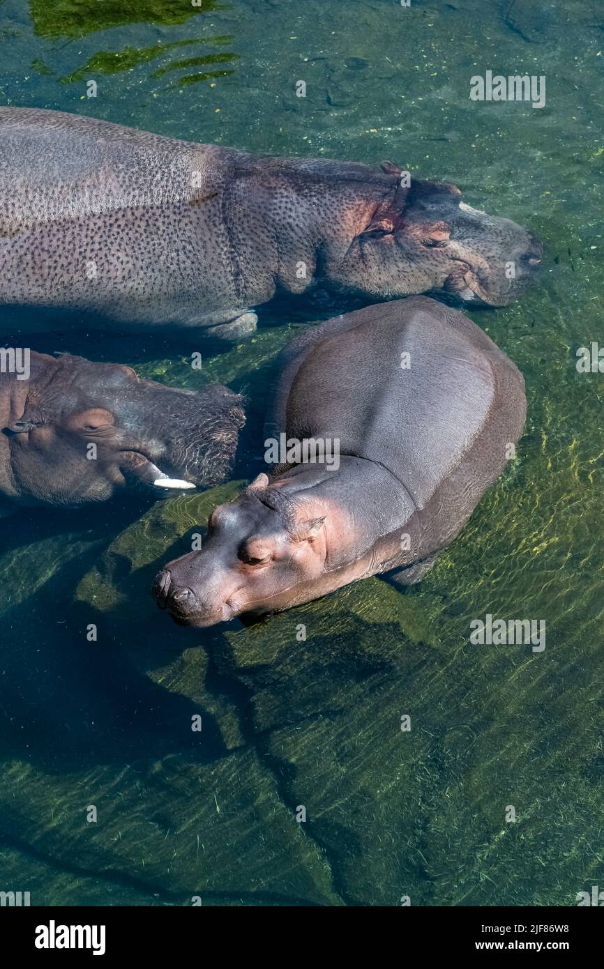 A baby hippopotamus bathing in the lake with his family, portrait Stock Photo