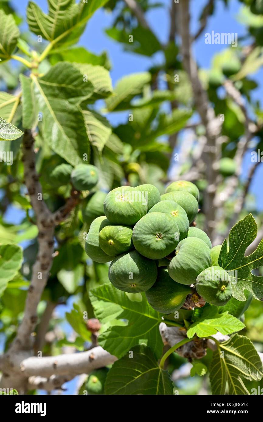 Fruit ripening on the branches of a fig tree. No people Stock Photo Alamy