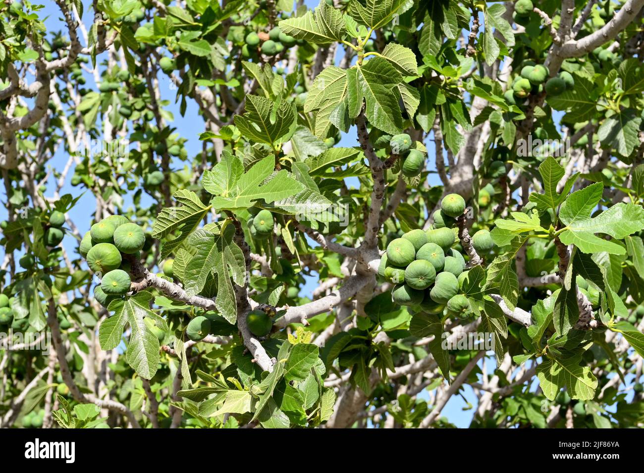 Fruit ripening on the branches of a fig tree. No people Stock Photo Alamy