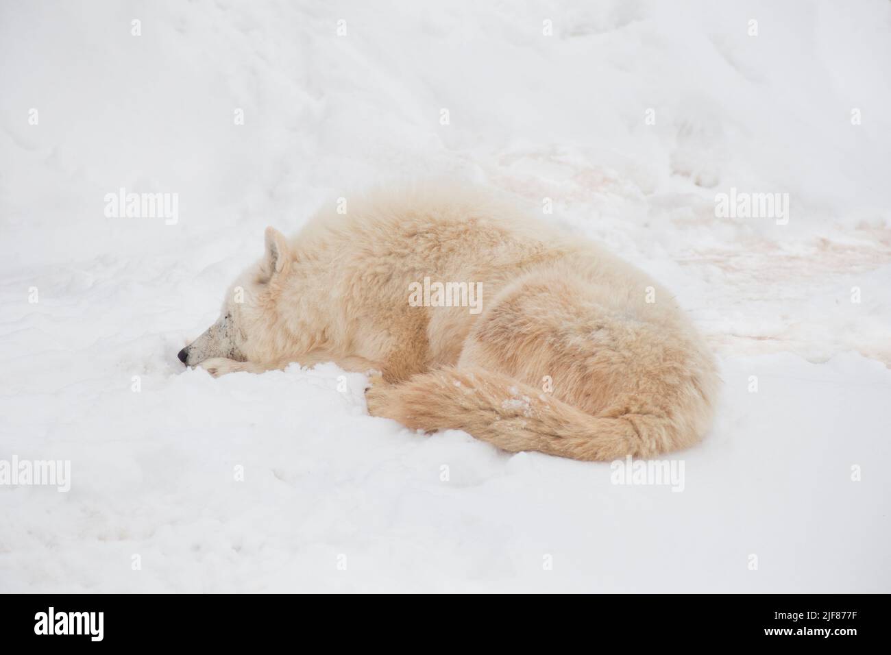 Wild polar wolf is lying and sleeping on white snow. Canis lupus arctos. White wolf or alaskan tundra wolf. Animals in wildlife. Stock Photo