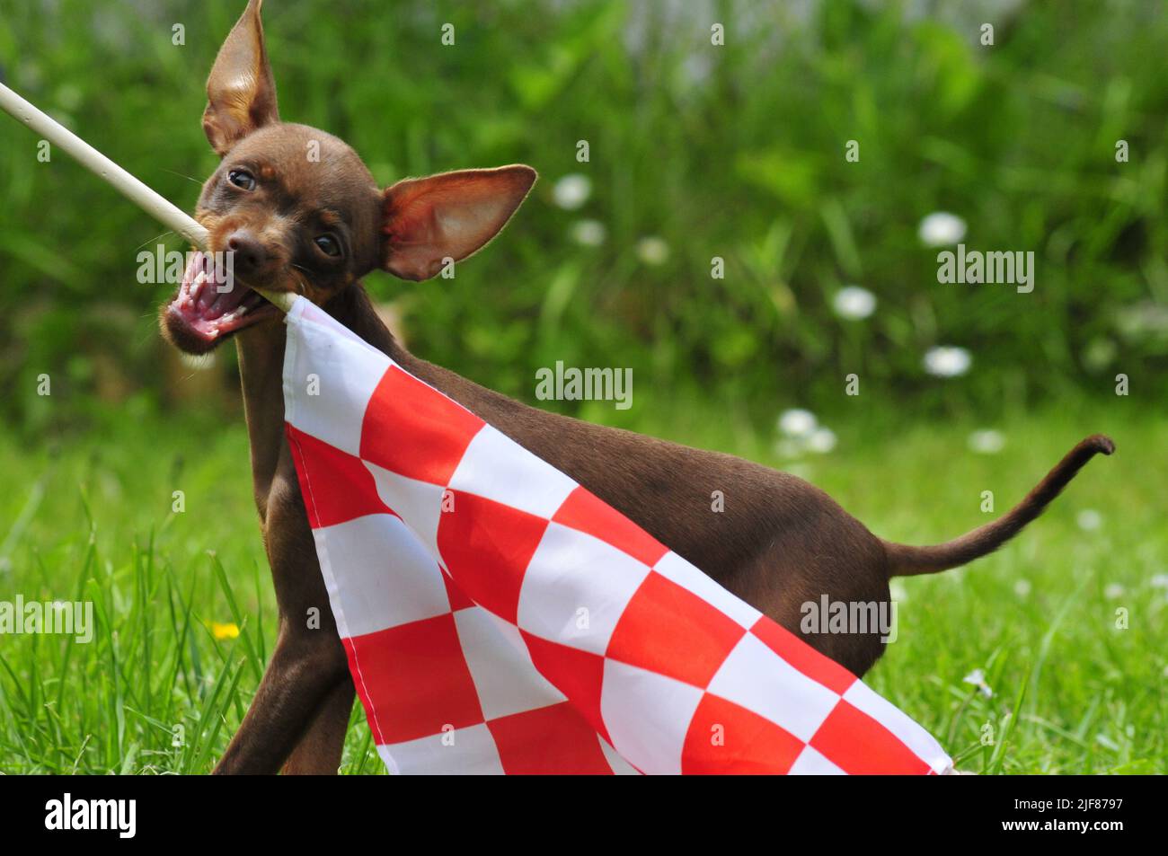 Russian toy terrier playing with a flag Stock Photo