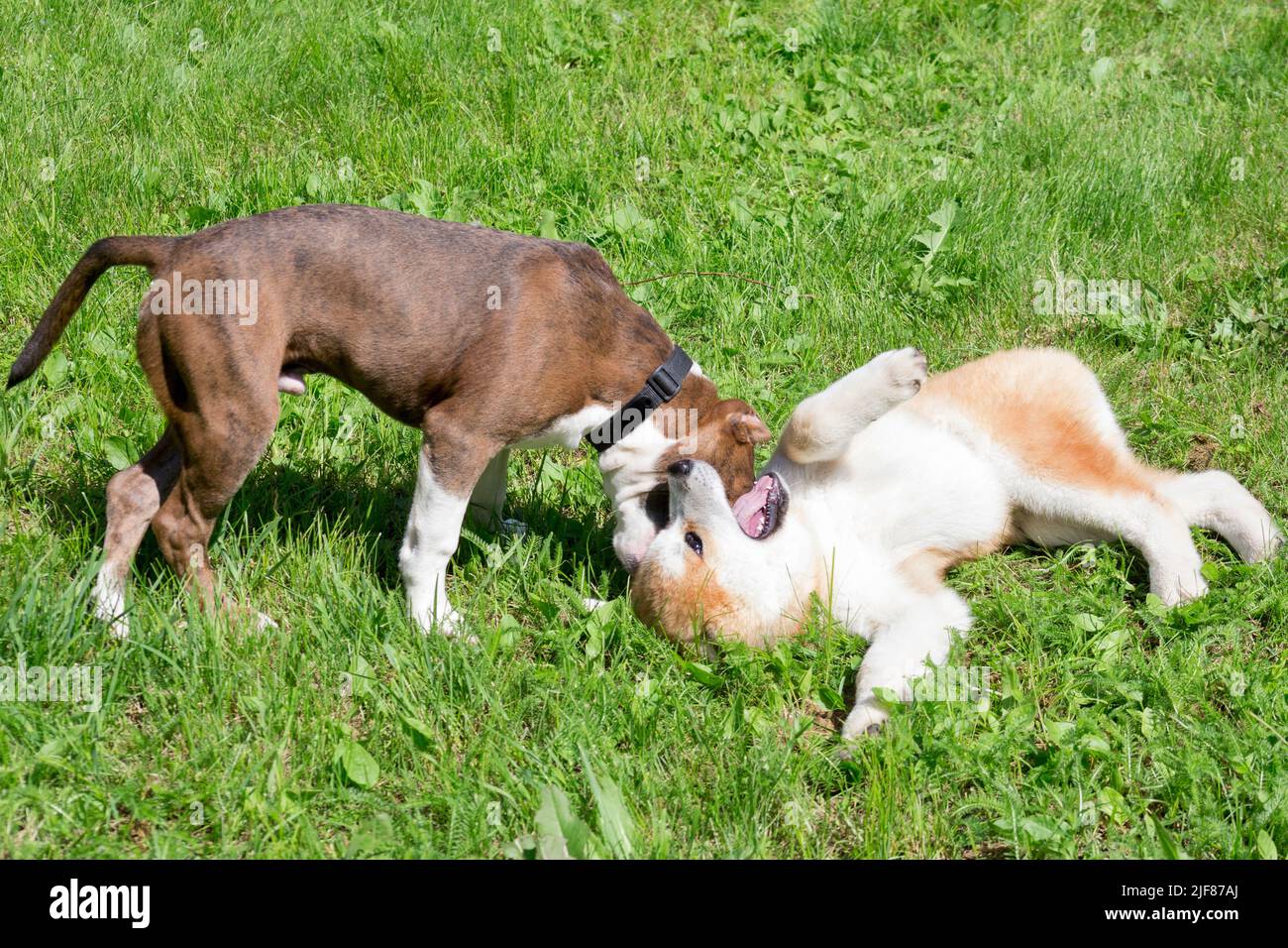 American staffordshire terrier puppy and akita inu puppy are playing on a green grass in the summer park. Four month old. Pet animals. Purebred dog. Stock Photo