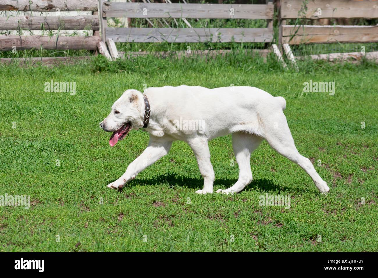 Aziat Cute central asian shepherd dog puppy is walking on a green grass in ...