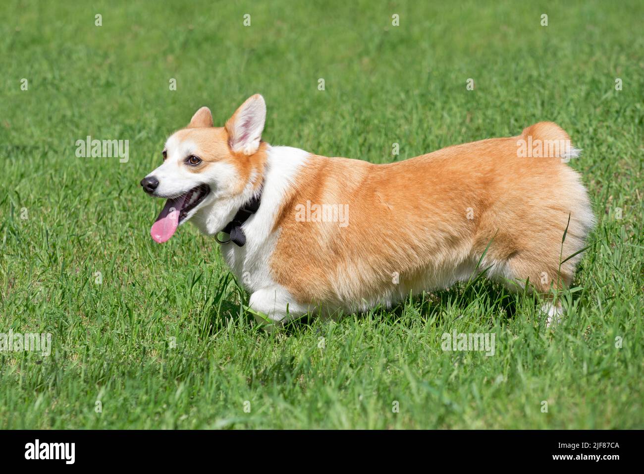 Pembroke welsh corgi puppy is standing on a green grass in the summer park. Pet animals. Purebred dog. Stock Photo