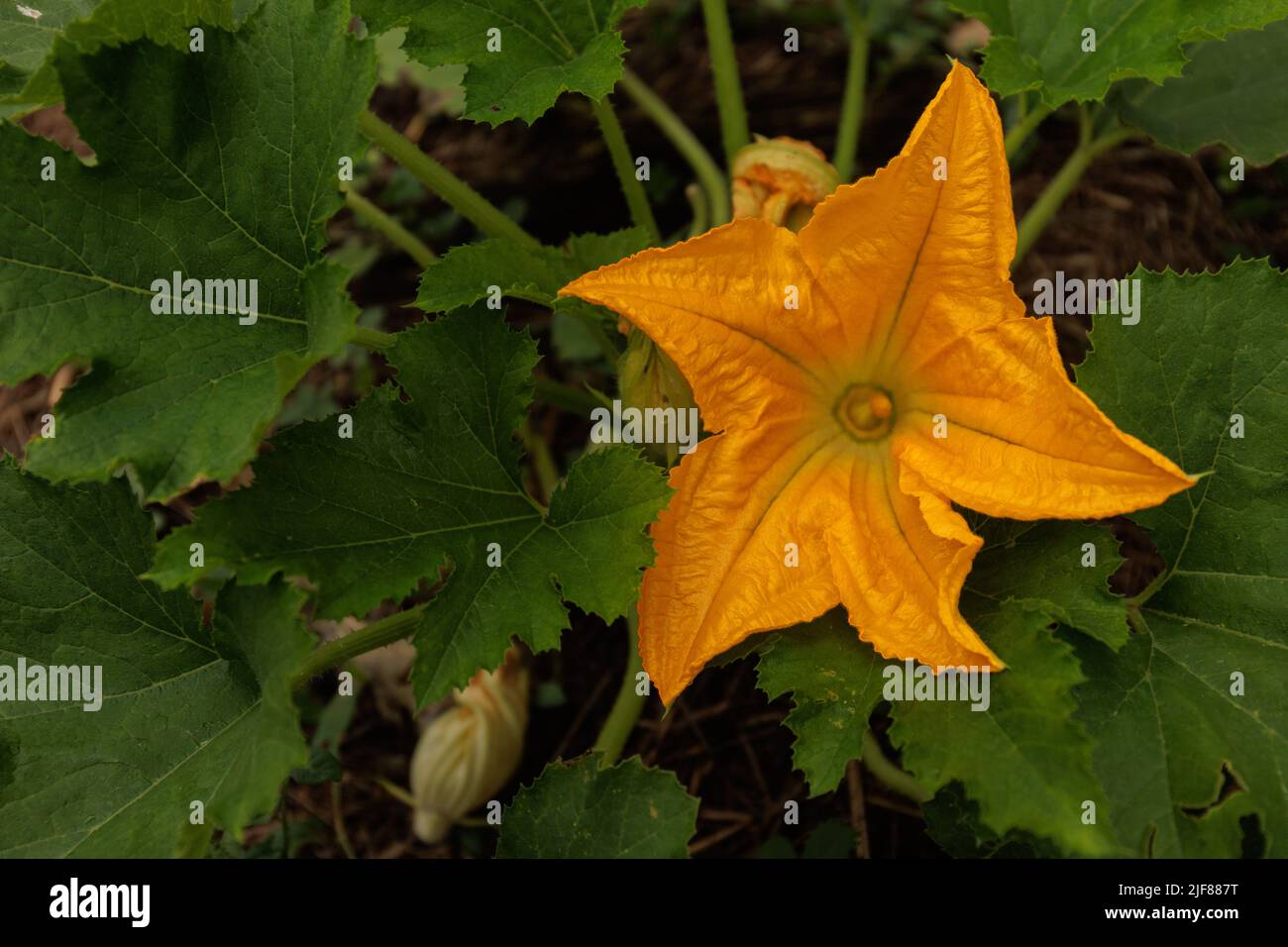 pumpkin flower fresh green plant in permaculture Stock Photo - Alamy