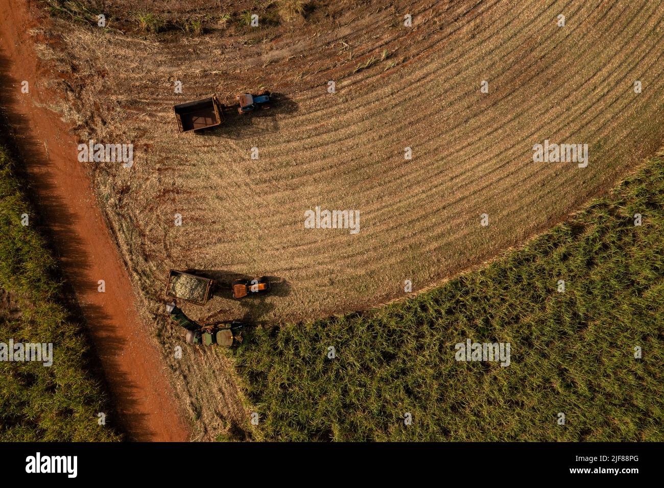 harvester and trailer in sugar cane field in sunny afternoon - top view - drone view Stock Photo