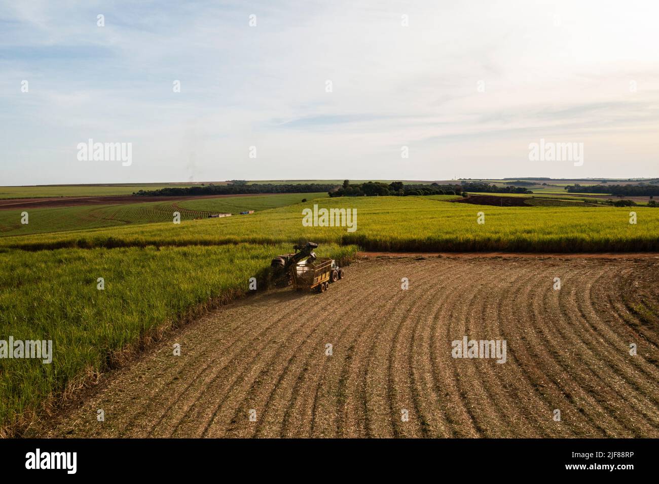 harvester and trailer in sugarcane field in sunny afternoon - drone view Stock Photo