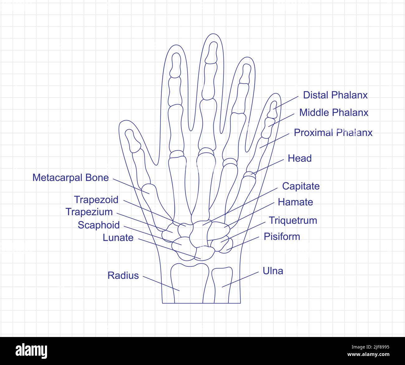 Human hand bones anatomy drawing with a pen on notebook. Hand parts