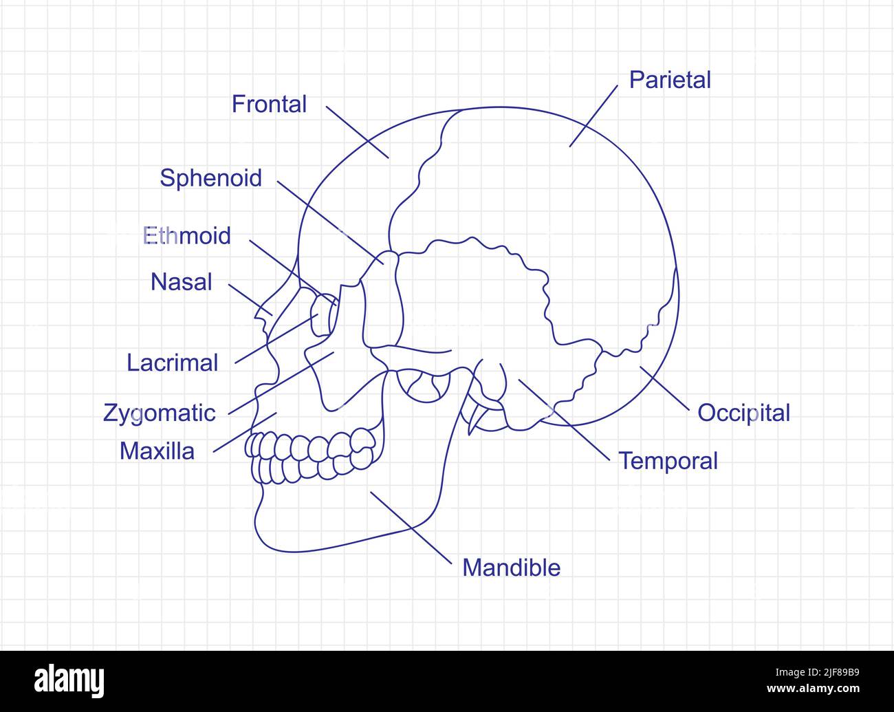 Human skull bones anatomy drawing with a pen on notebook. Cranial parts structure diagram with bones description. Human internal organ illustration. Stock Vector