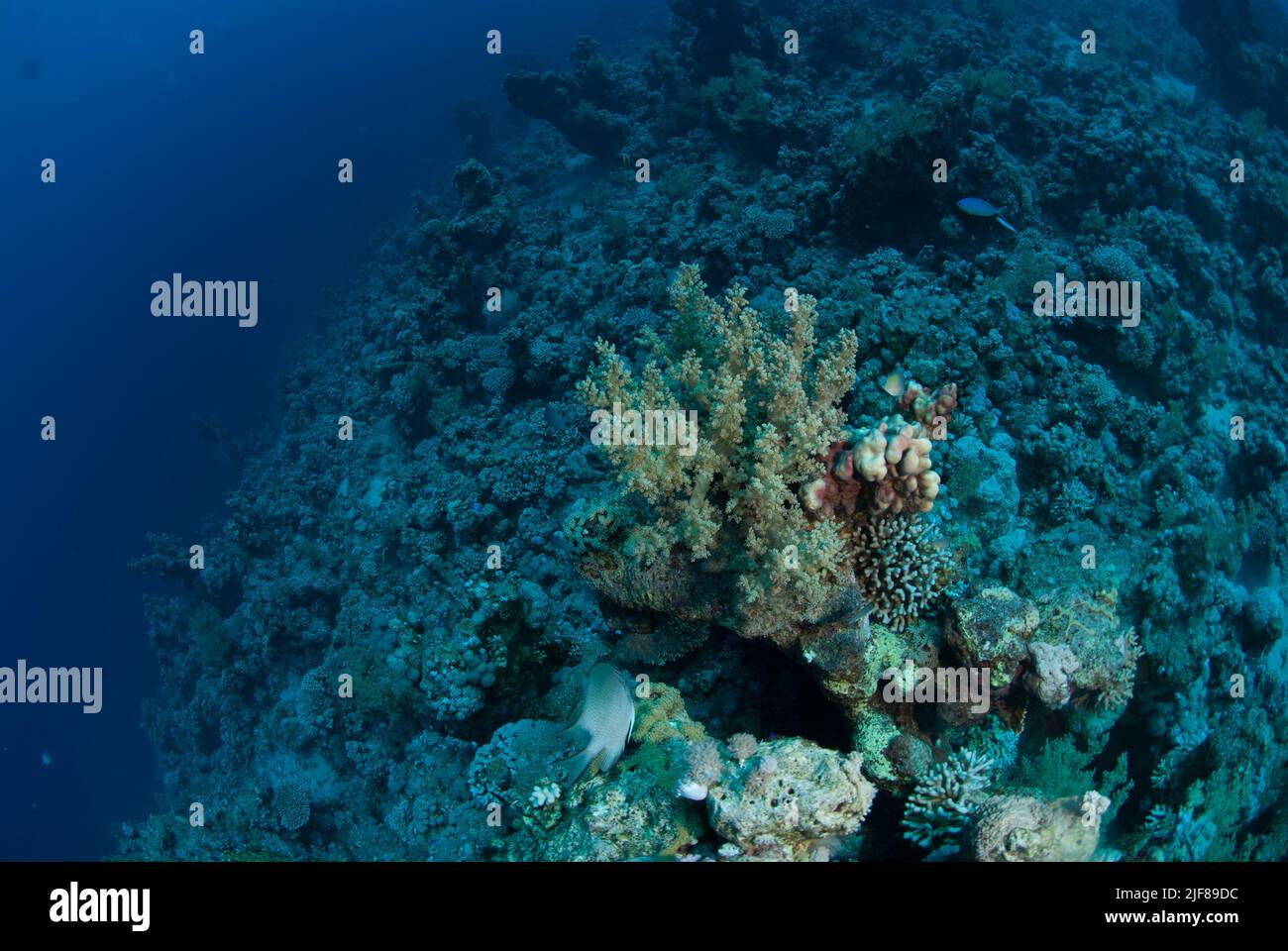 Broccoli coral, Litophyton arboreum, Nephtheidae, Sharm el Sheikh Red Sea, Egypt Stock Photo
