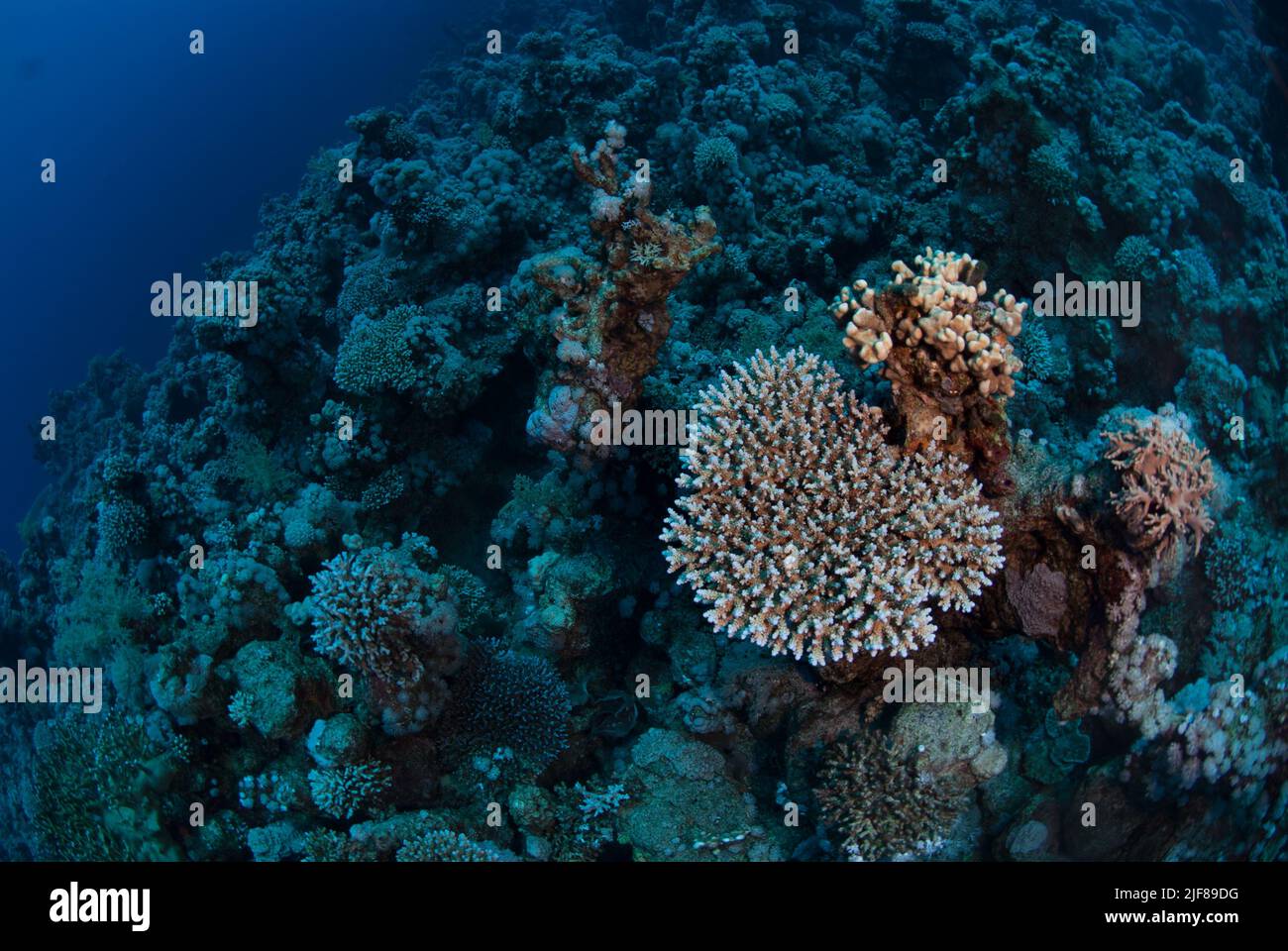 Hard coral, Acropora digitifera, Acroporidae, Sharm el Sheikh, Red Sea, Egypt Stock Photo