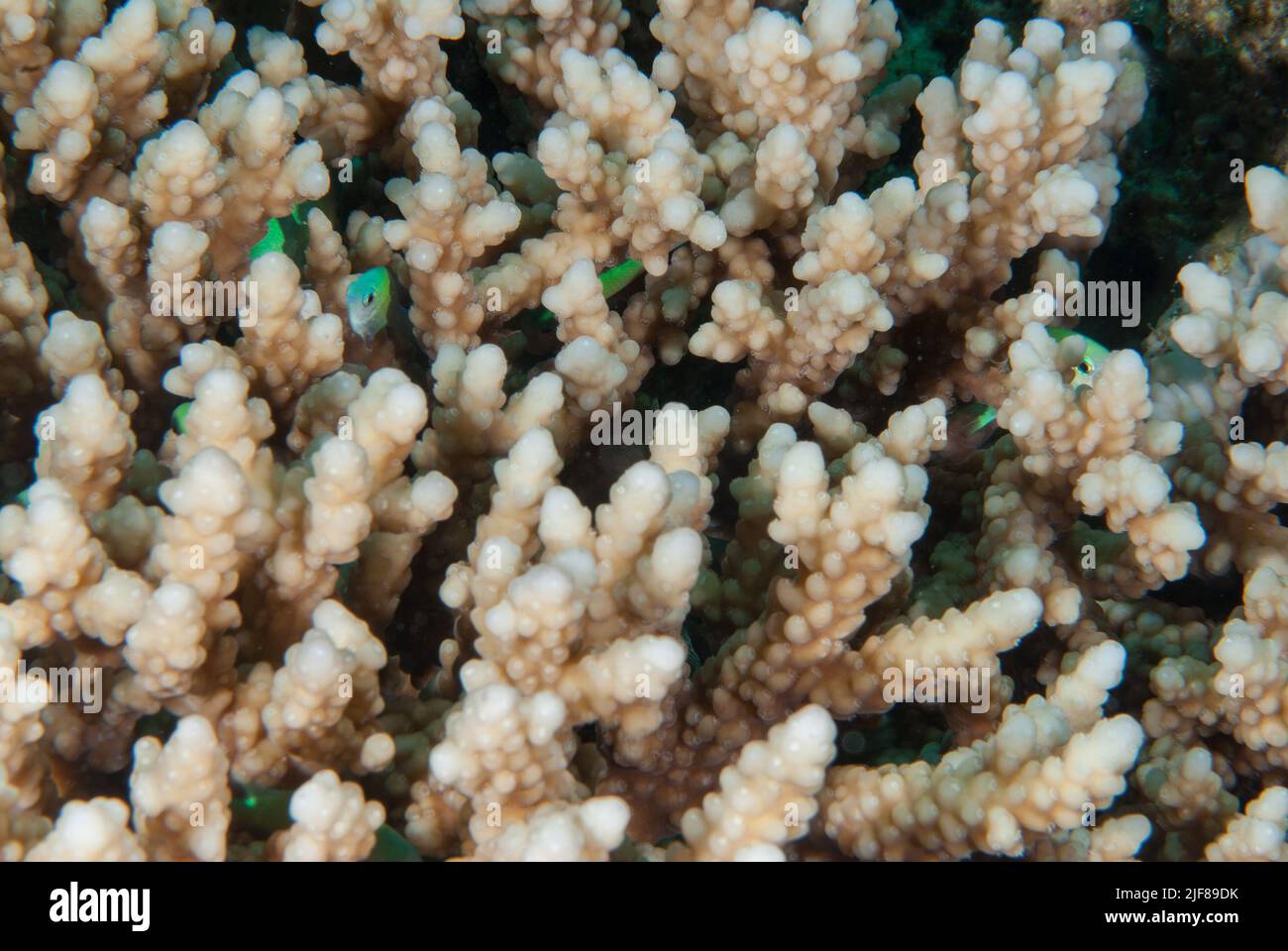 Hard coral Acropora digitifera, Acroporidae, Sharm el Sheikh, Red Sea, Egypt Stock Photo
