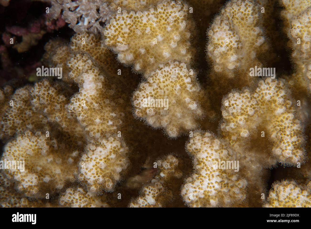 Hard Coral, Pocillopora verrucosa, Pocilloporidae, Sharm el Sheikh Red Sea, Egypt Stock Photo