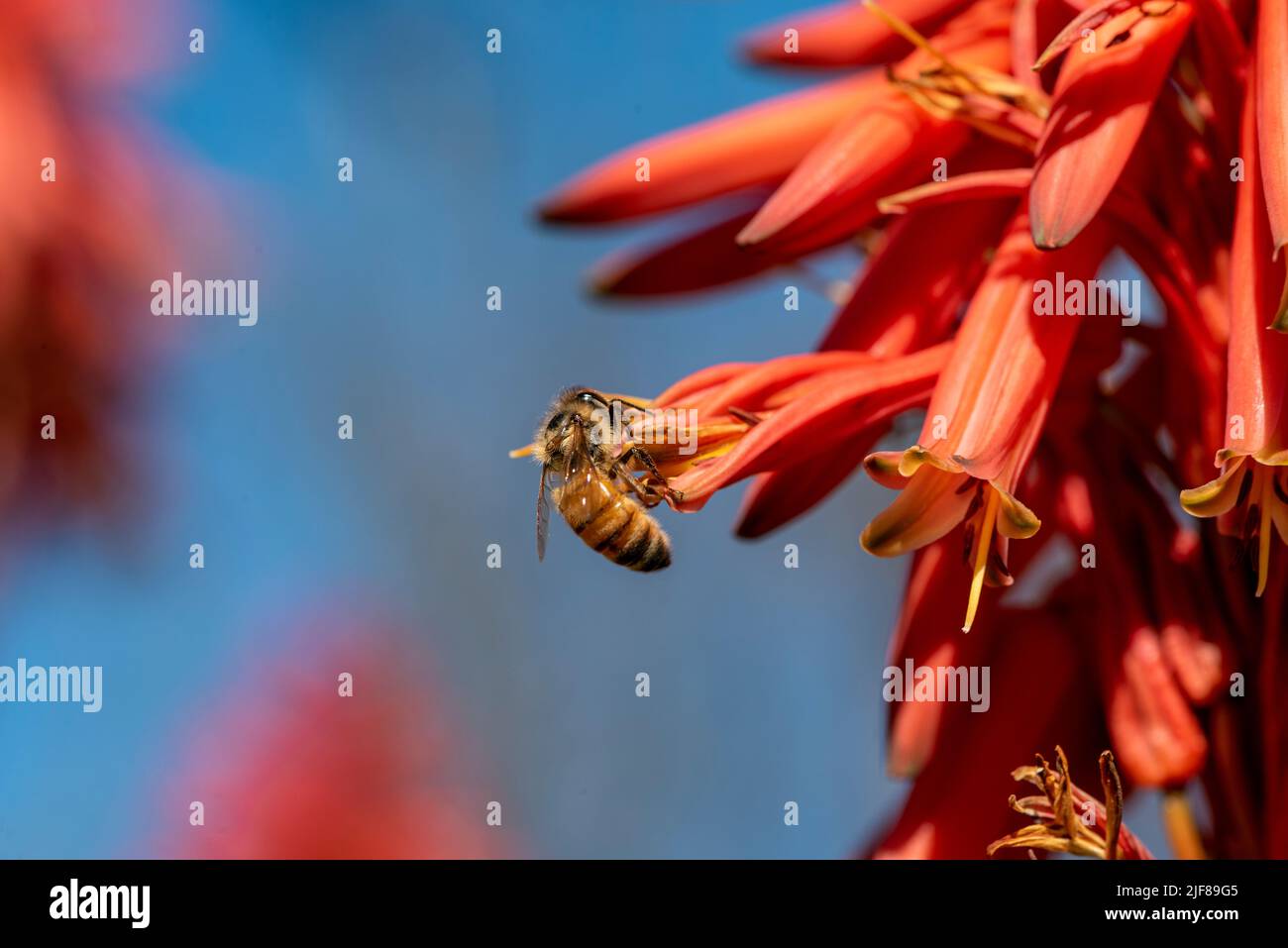 The flowers of aloe are blooming. and worker bees find nectar for food