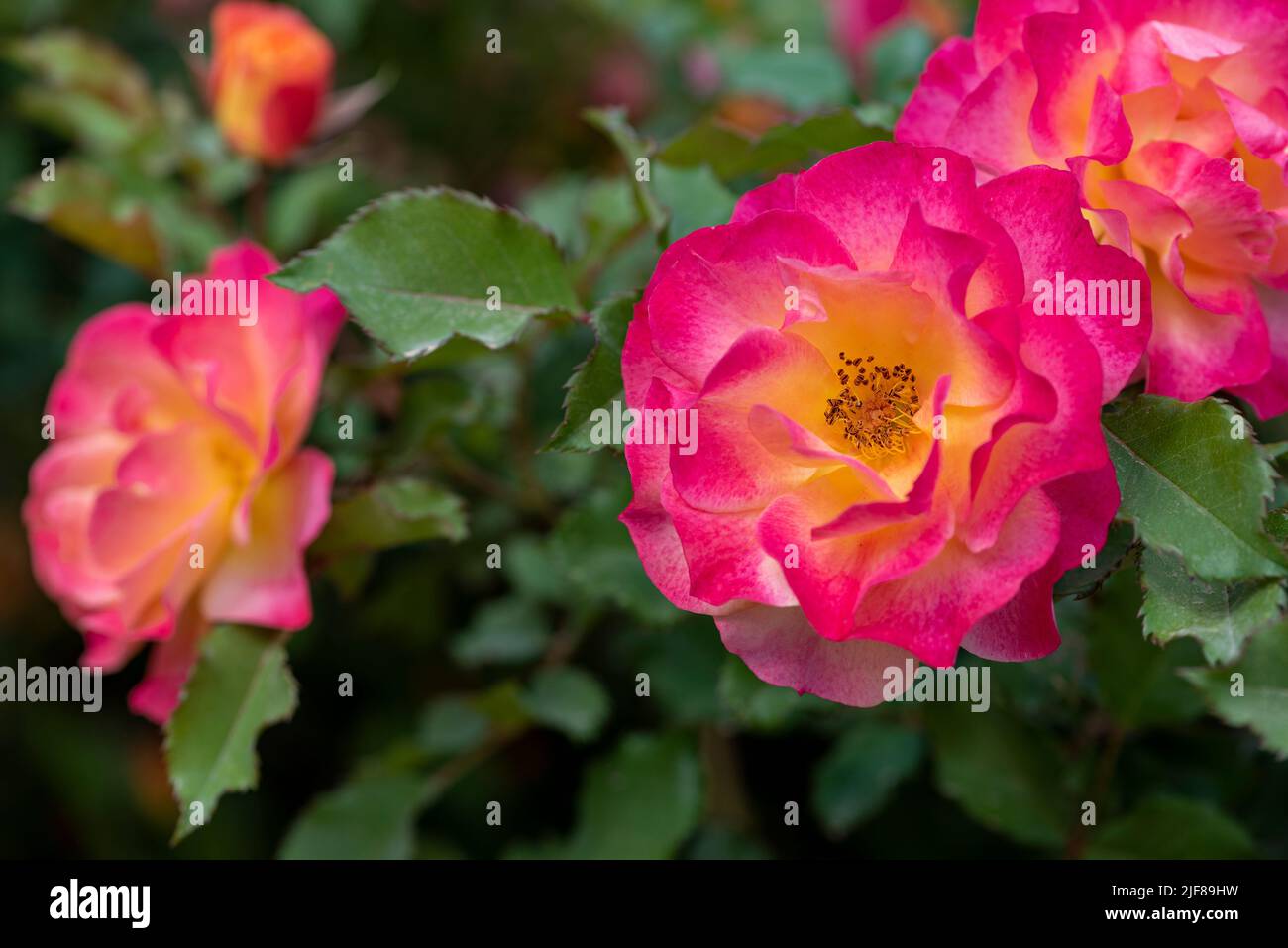 Scarlet fire rose hi-res stock photography and images - Alamy