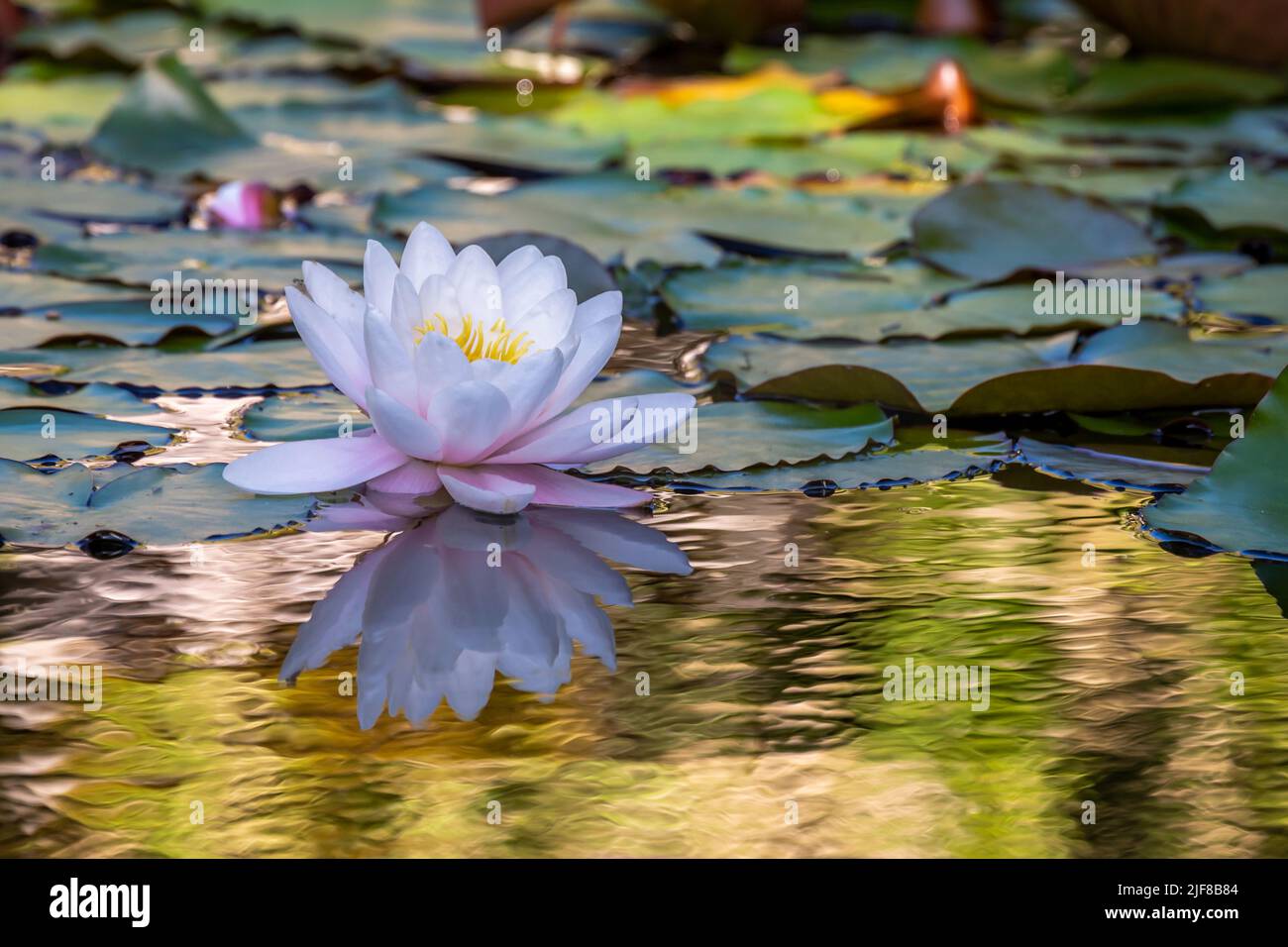 Pink water lily. One water lilies in sunny day. Nymphaea. Peach Glow. Red Nymphaea. Beauty in nature. Stock Photo