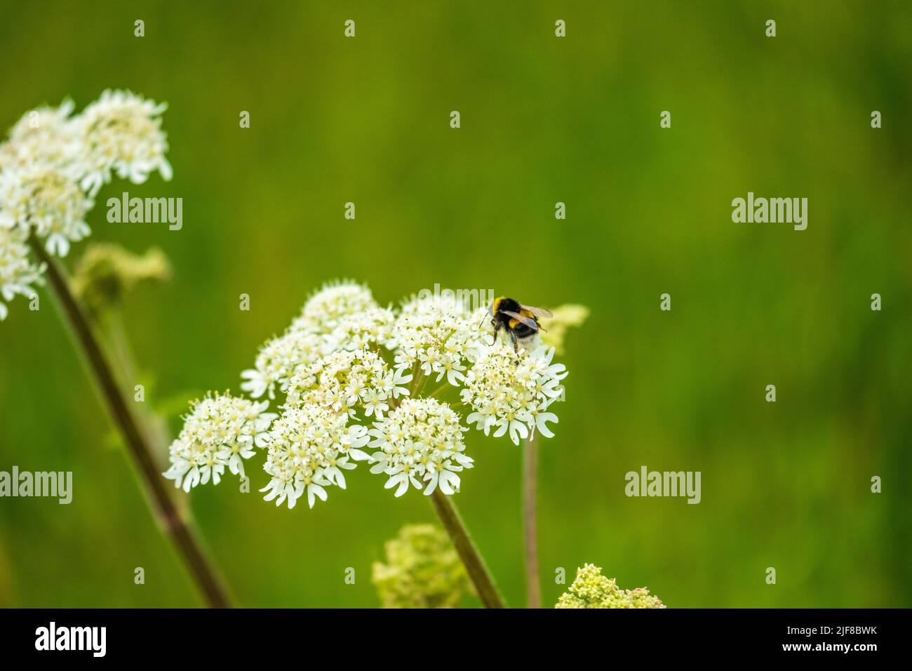 A bee on Queen Anne's Lace Wildflower (Daucus carota) Stock Photo