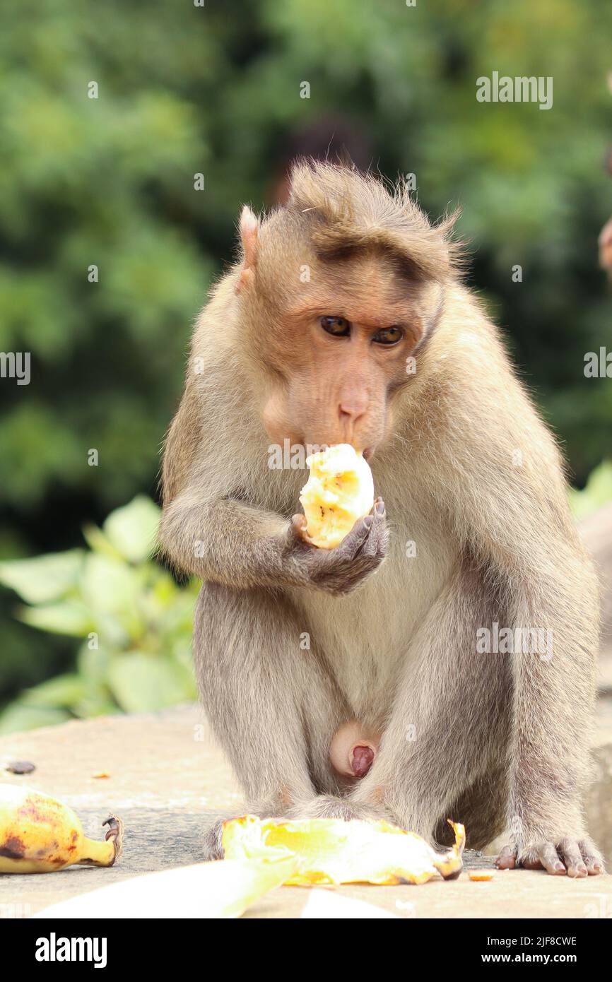 A vertical shot of a Formosan Rock Macaque eating a banana Stock Photo
