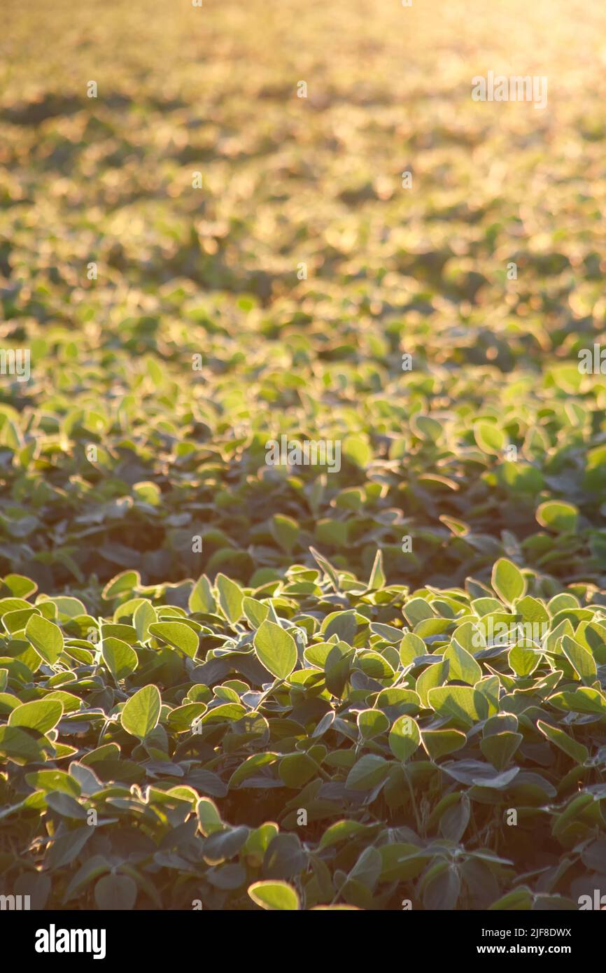 Field of green soybeans with blurred background and bright evening sun