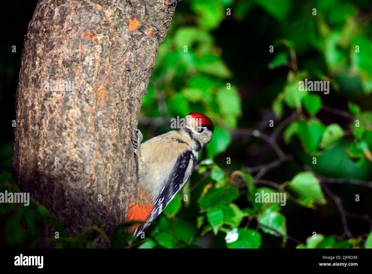 Great spotted woodpecker juvenile Stock Photo - Alamy