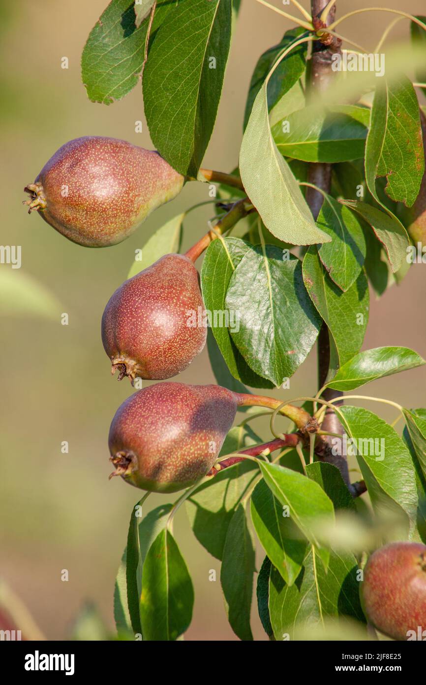 Pears and leaves on a tree close-up Stock Photo