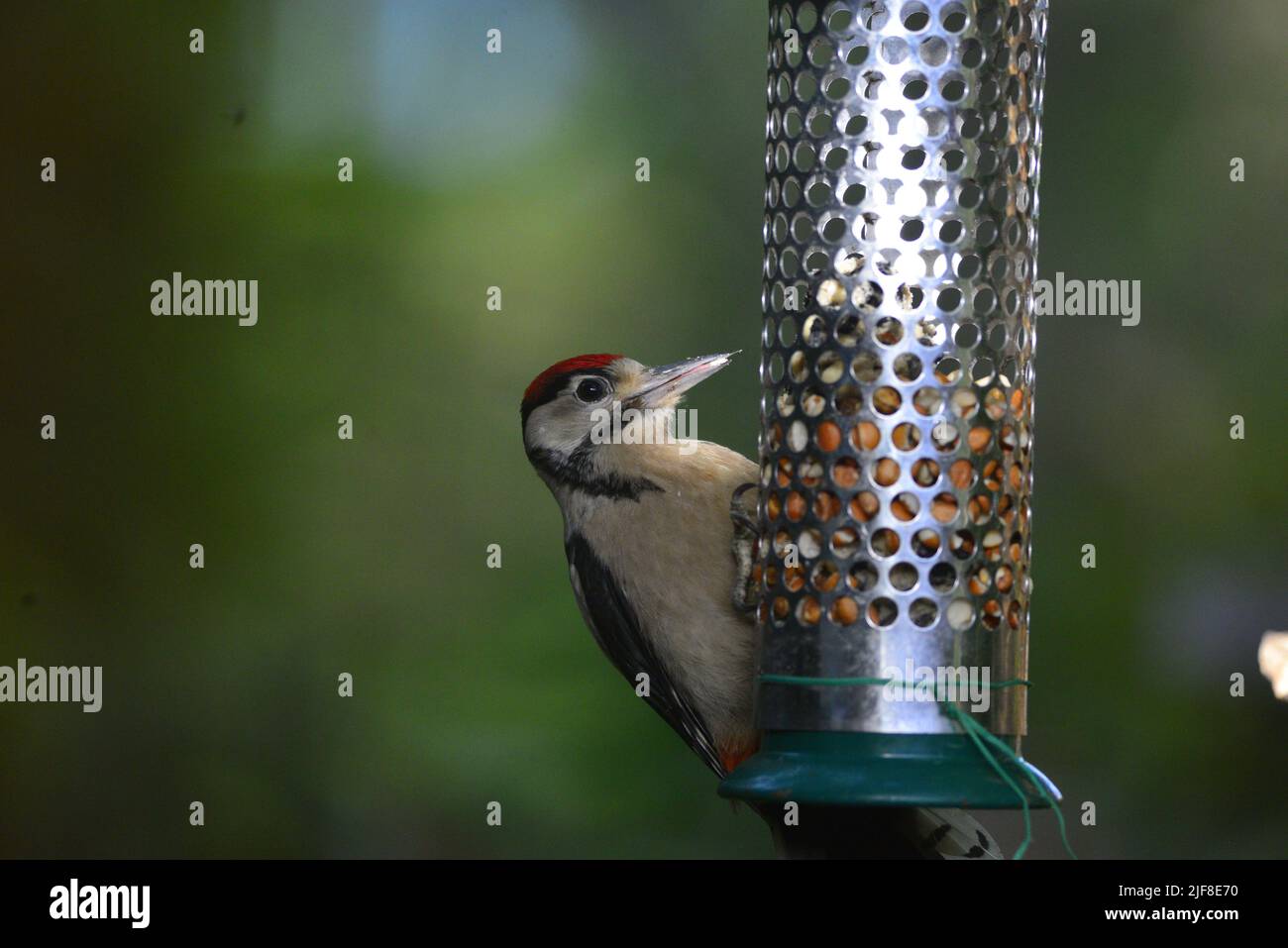 Great spotted woodpecker juvenile Stock Photo - Alamy