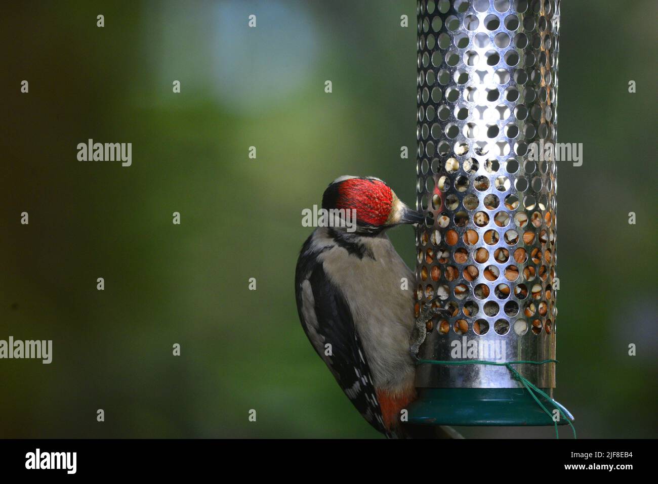 Great spotted woodpecker juvenile Stock Photo