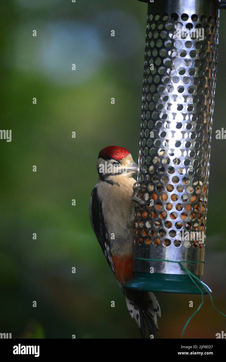 Great spotted woodpecker juvenile Stock Photo - Alamy