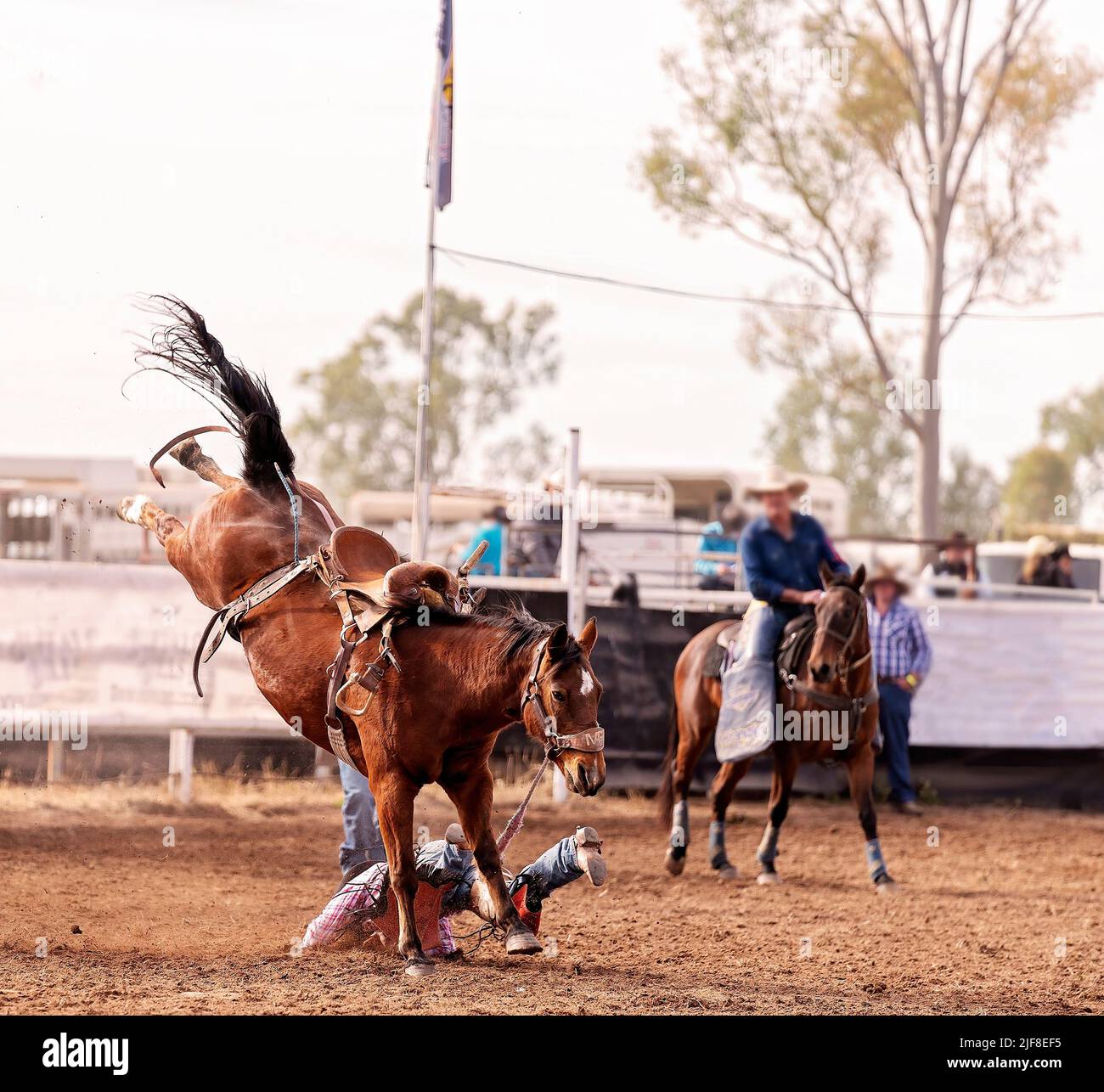 Wild bronco horse bucks off cowboy rider in an event in an Australian