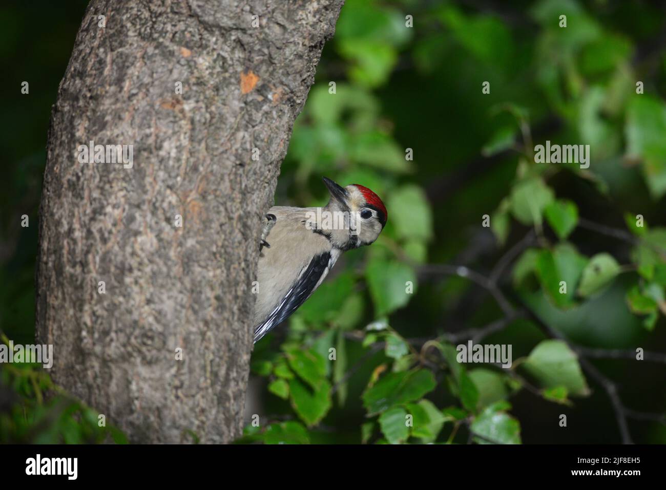 Great spotted woodpecker juvenile Stock Photo