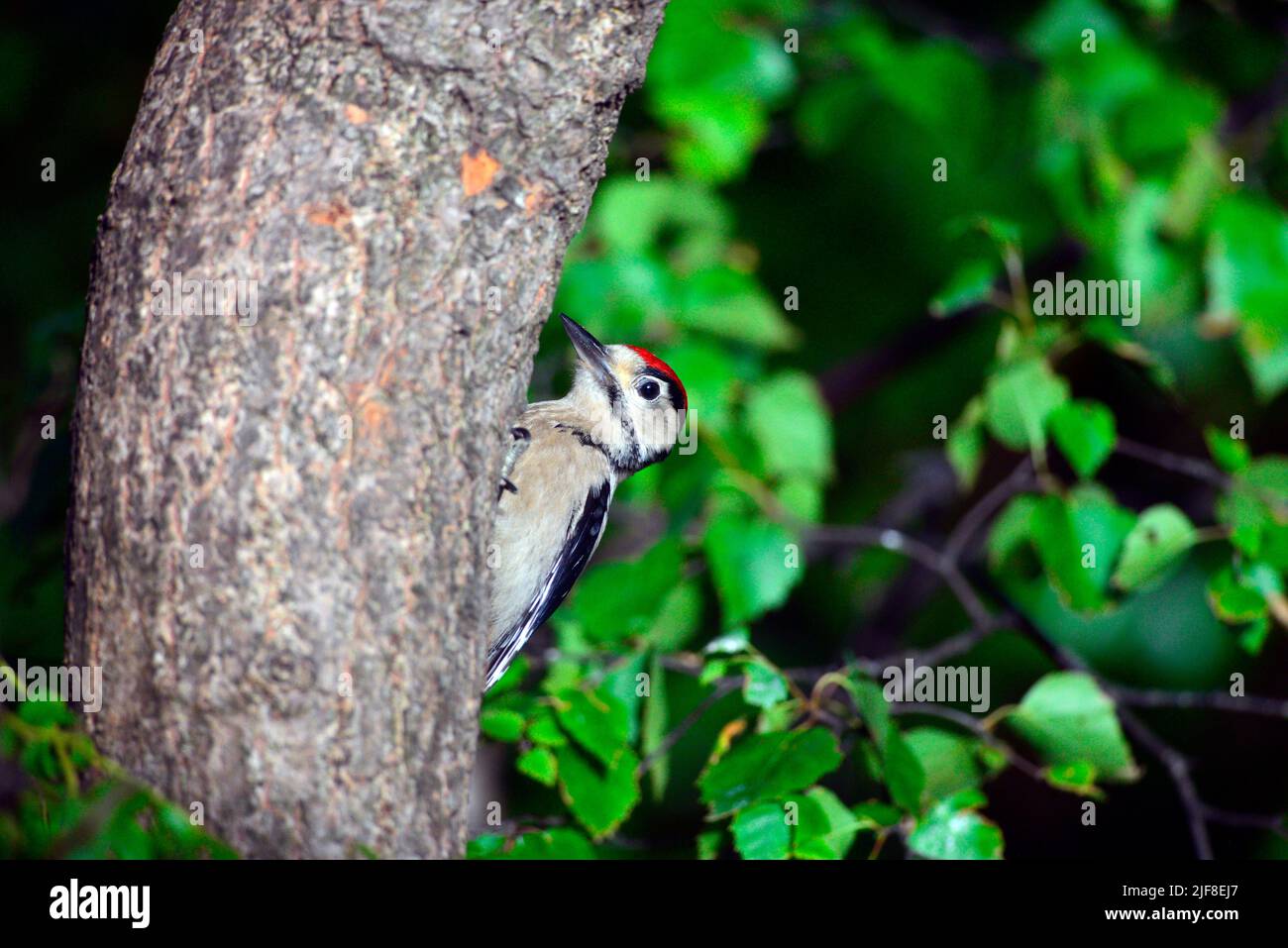 Great spotted woodpecker juvenile Stock Photo