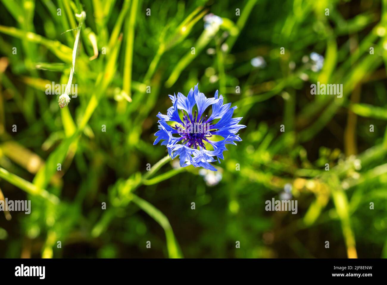 Close up blue cornflower on dark green meadow field background. Selective focus. Copy space. Stock Photo