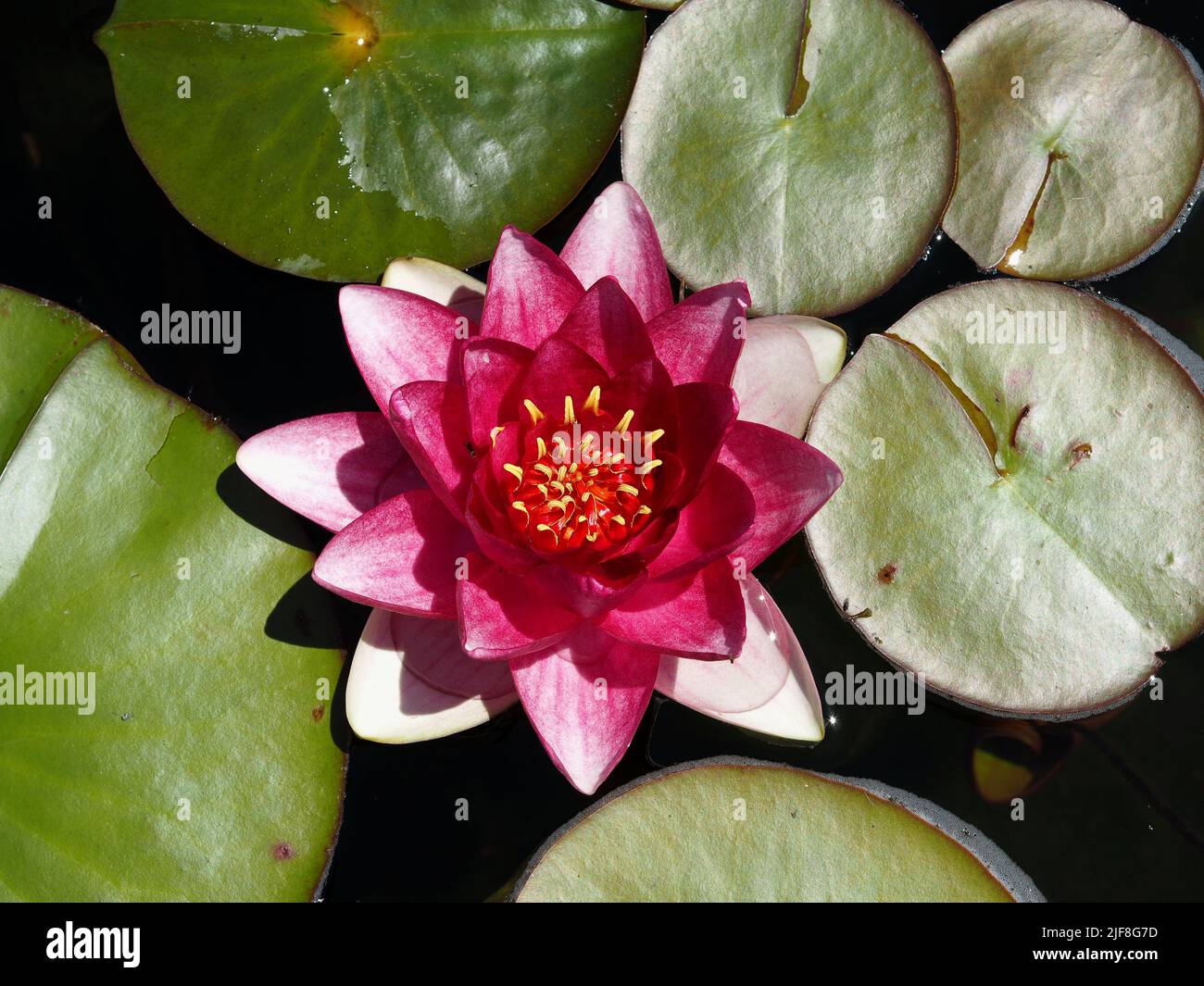 Elaborate hot pink flower of a water lily (Nymphaea candida) in a pond in Ottawa, Ontario, Canada. Stock Photo