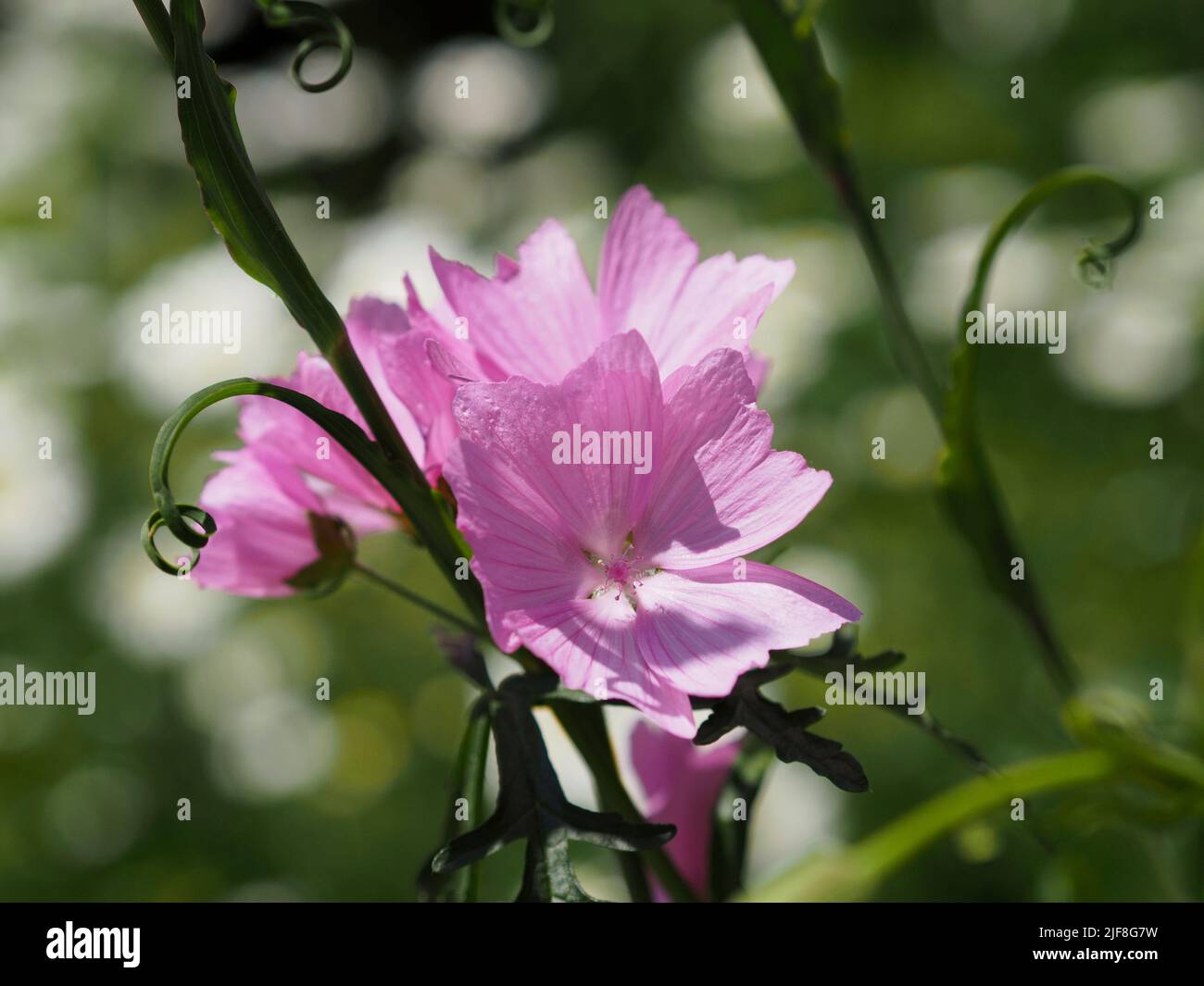 Fantastic pink flower of a mallow (Malva moschata) in a garden in Ottawa, Ontario, Canada. Stock Photo