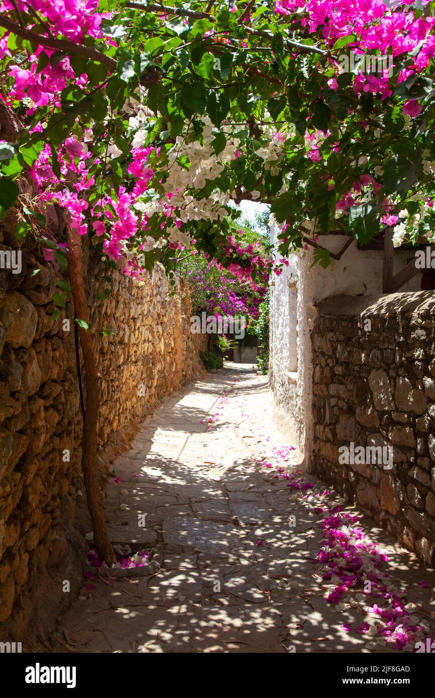 Datca, Mugla, Turkey - June 2022: Old Datca street view. Stone walls and bougainvillaea flowers. Stock Photo