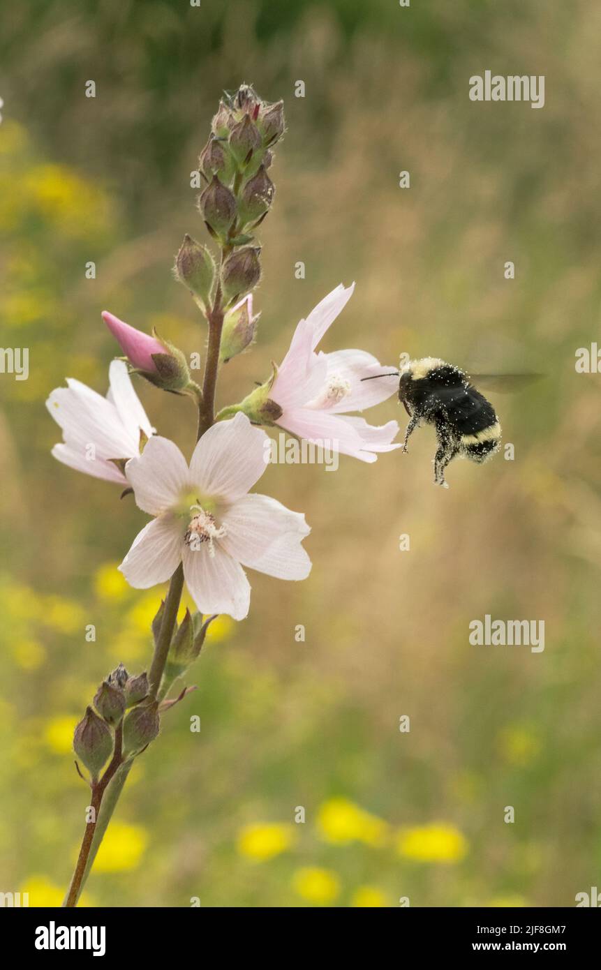 Yellow-faced Bumble bee (Bombus vosnesenskii) on Meadow Checker Mallow (Sidalcea campestris) Tualatin Valley, Oregon Stock Photo