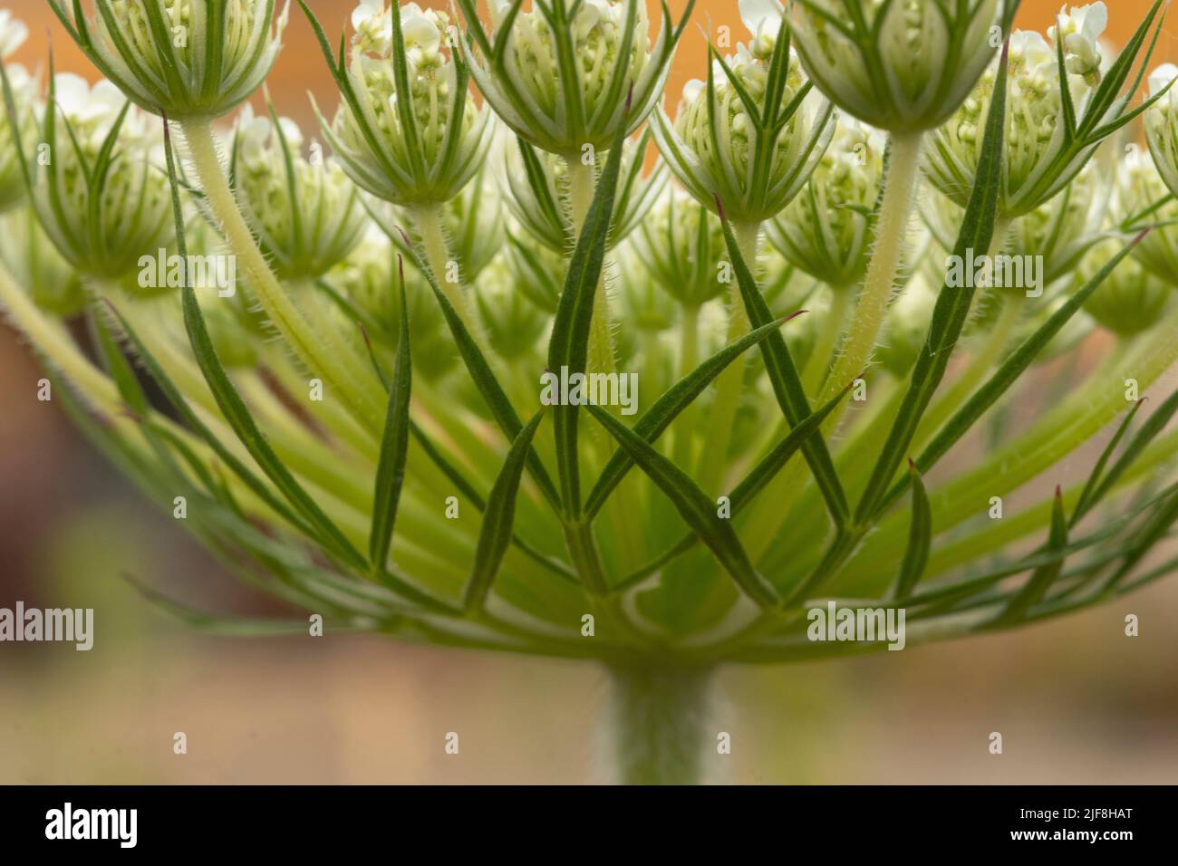 Detail of Wild Carrot (Daucus carota) flower head Stock Photo