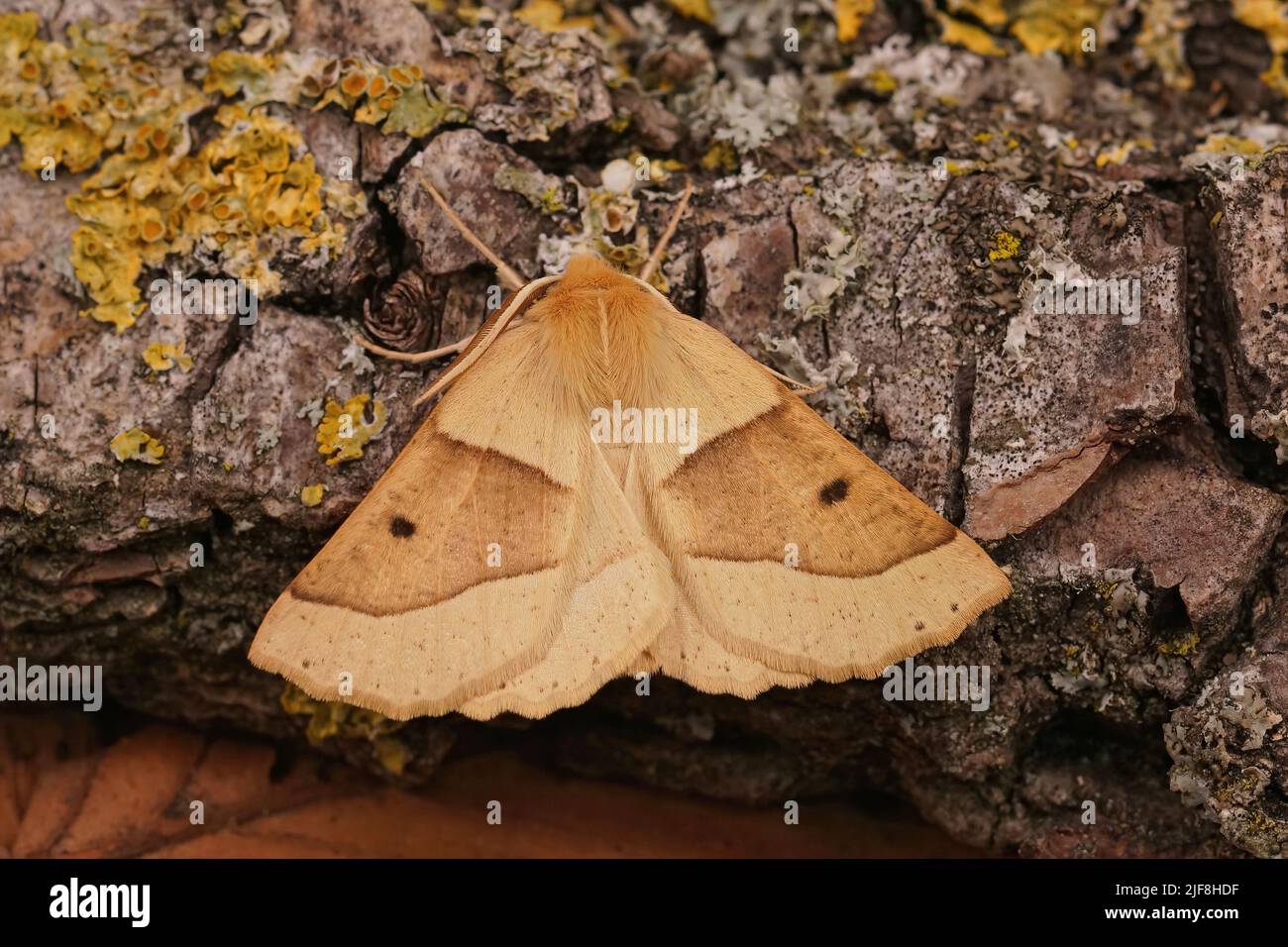 Detailed closeup on a colorful yellow Scalloped Oak moth, Crocallis elinguaria, sitting with open wings on wood Stock Photo