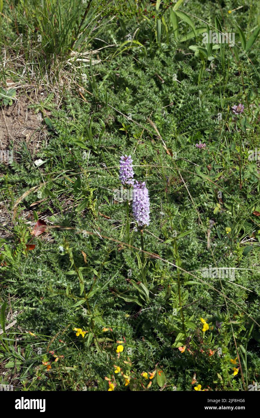 Common Spotted Orchids (Dactylorhiza Fuchsii) Howell Hill Nature Reserve Surrey England Stock Photo